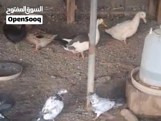 بيع أنواع حمام مشكلة