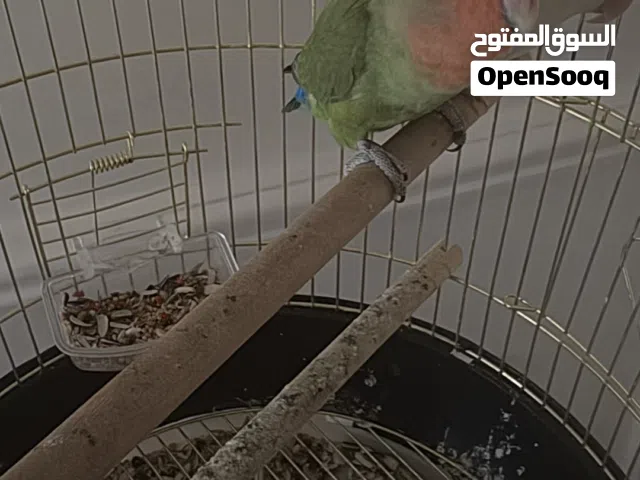 ببغاء روز جوز ذكر و انثى اعمارهم منن 3 شهور الى 5