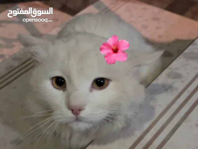 قطة شيرازية العمر سنة تقريبا