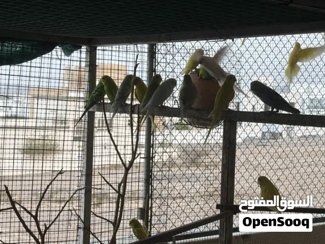 طيور بحاله جيده