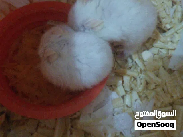 للبيع همستر شبابي اليف