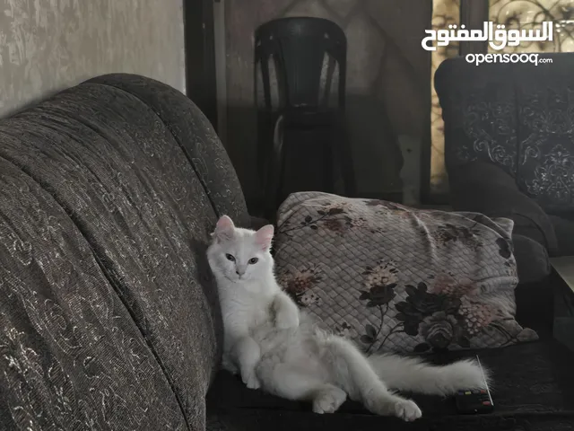 قط ذكر هملايا بيتش أبيض