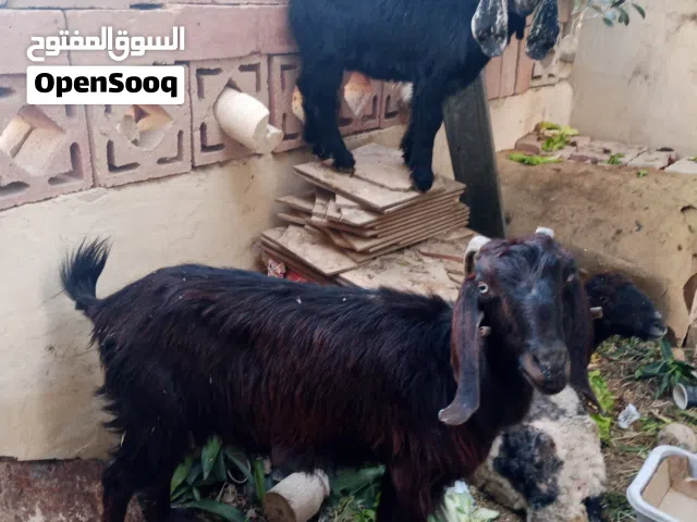 ماعز للبيع سن نظيف
