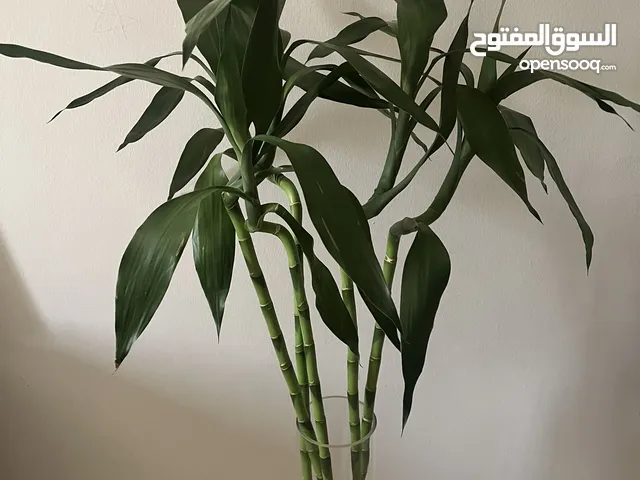 البامبو lucky Bamboo