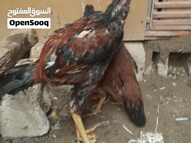 دجاج هراتي سعر مناسب