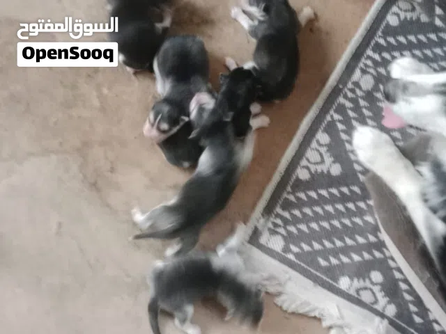 جراوي هاسكي البيع بعد ثلاث اسابيع يوجد اناث وذكور
