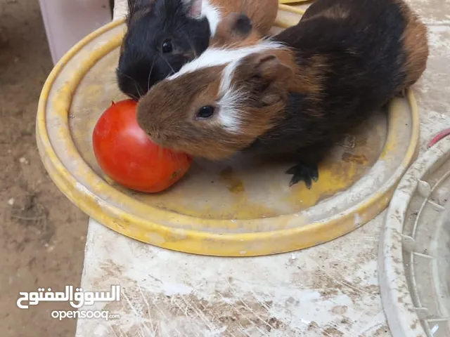 غينيا بيج مدلل للبيع لعدم التفرغ