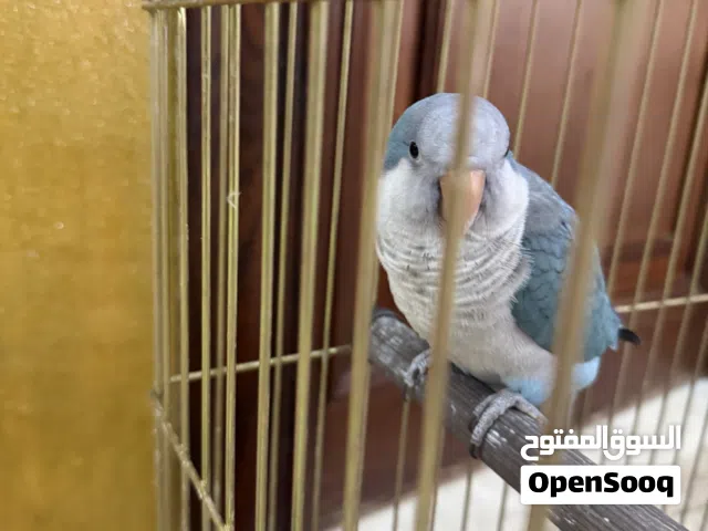 دره لاتينو بدايه كلام خفيف اليف لطيف لعوووب جدا +كويكر متكلم واليف ولعوب لوري اليف لعووب +راقص