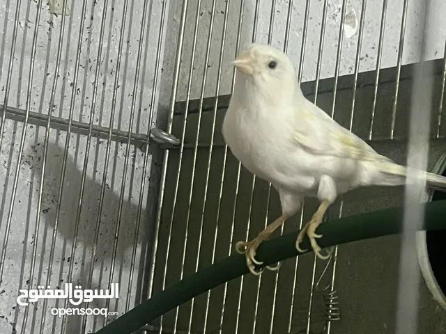 جوز كنار للبيع بداعي السفر اربد شارع السرو