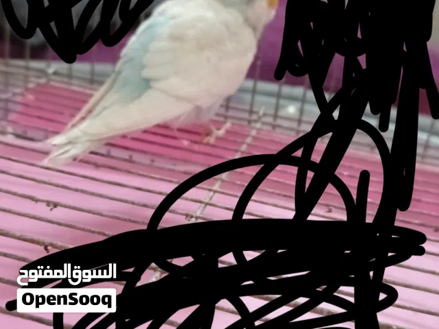 طيور حب موجود كميات و الجوز ب 60 و الواحد ب 30 علعرض