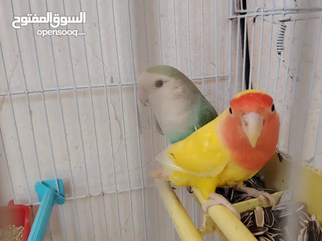 كوبيا بركديلو تحتها فرخين اقرأ الوصف