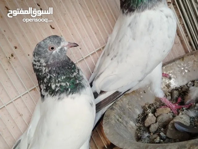 الطيور حال البيع
