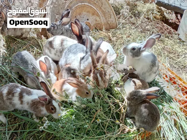 أرانب نخب للبيع هجين