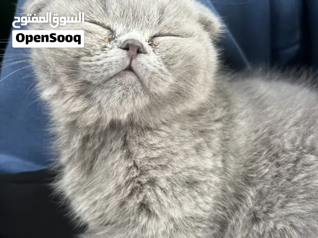 scottish fold 5 month