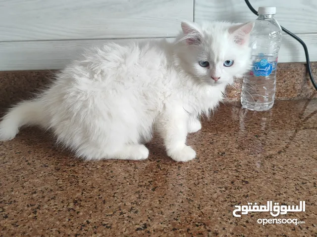 قطة عمرها 5 شهور