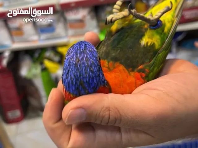ببغاء لوري ريمبو لعشاق التميز