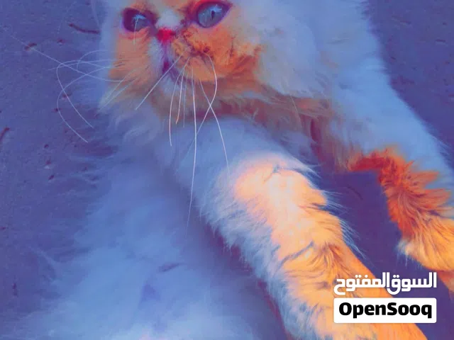 شيرازي بيكي فيس العمر 4الى5شهور متعود على لتر بوكس