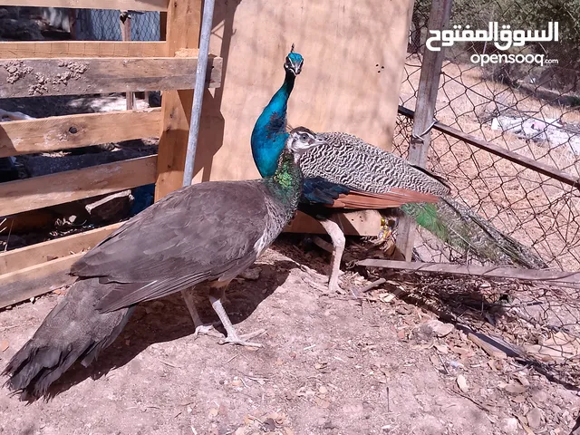 جوز طاووس هندي