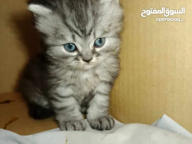 كتن للبيع من ام شانشيلا