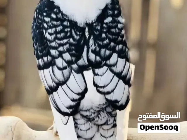 مطلوب حمام ستلايت فراشه