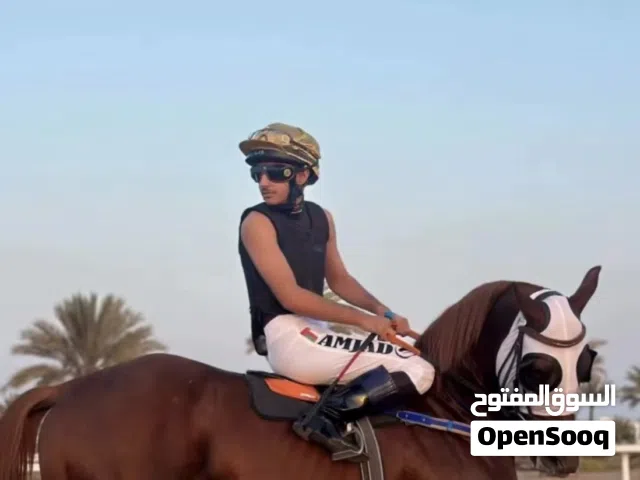 حصان فلات ريس عربي أصيل