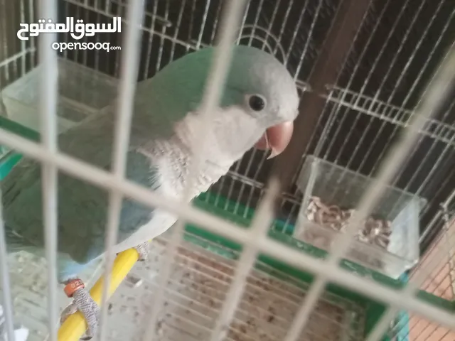ببغاء كويكر آليف متكلم لون مميز أزرق بسعر مغري معه قفص وأكل بقلد أصواط ونغمات كثير بدك فيديوهات موجو