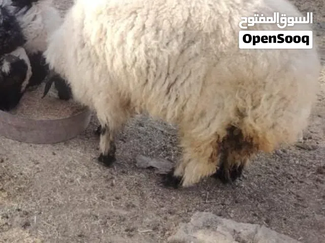 يالله طليان عدد 8لبيع ذكور 5ونثايه 3 طليان معلوفات وسمان خير من الله