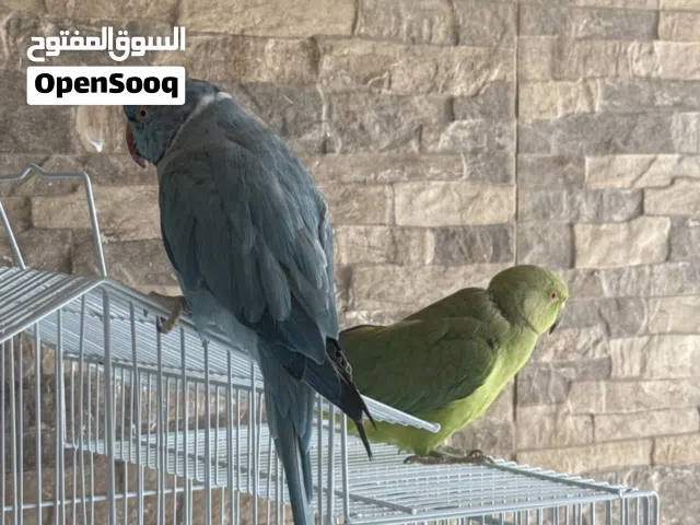 زوج دره الذكر من الألوان الجميله