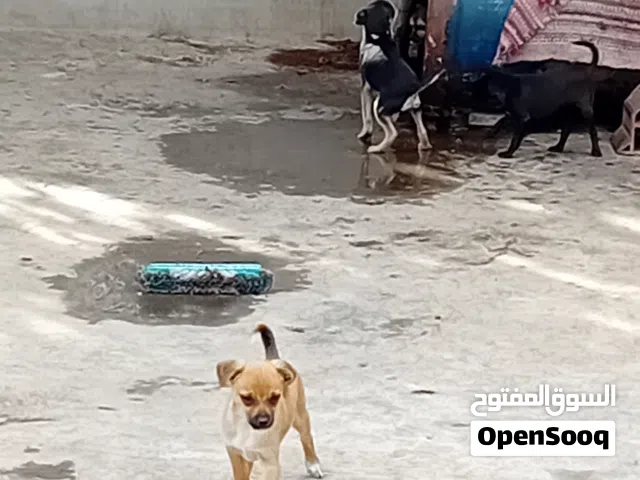 كلاب شيواوا