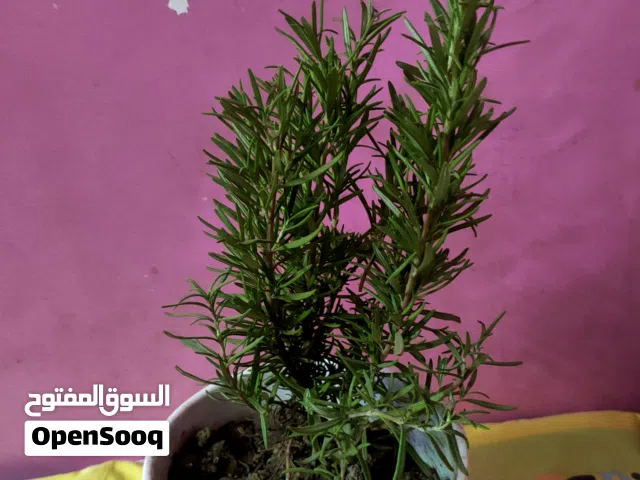 نبات روزماري