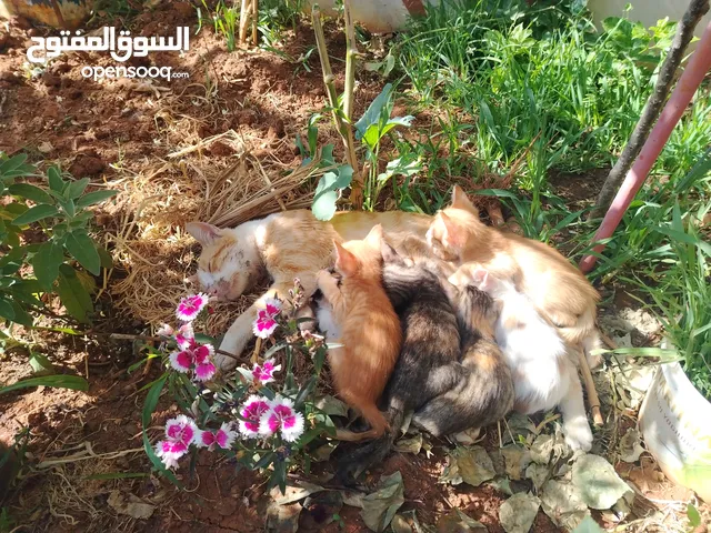 قطه بلديه مع سته صغار
