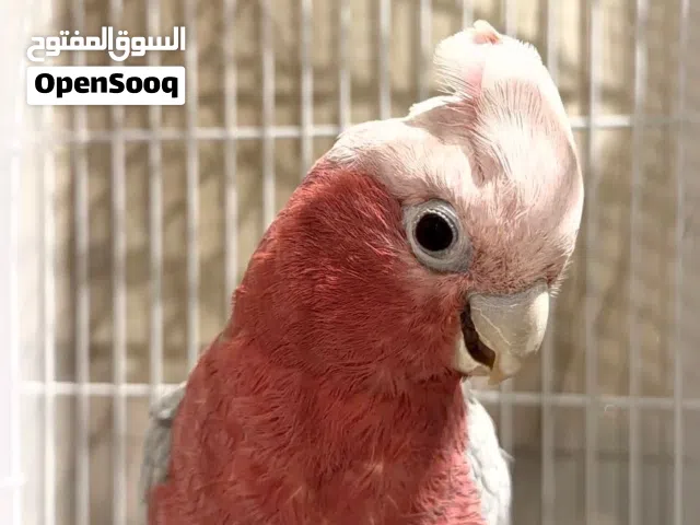 Galah Cockatoo – Healthy, Friendly & Well Cared For