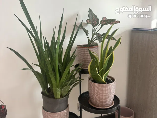 All of them 100 BD very good