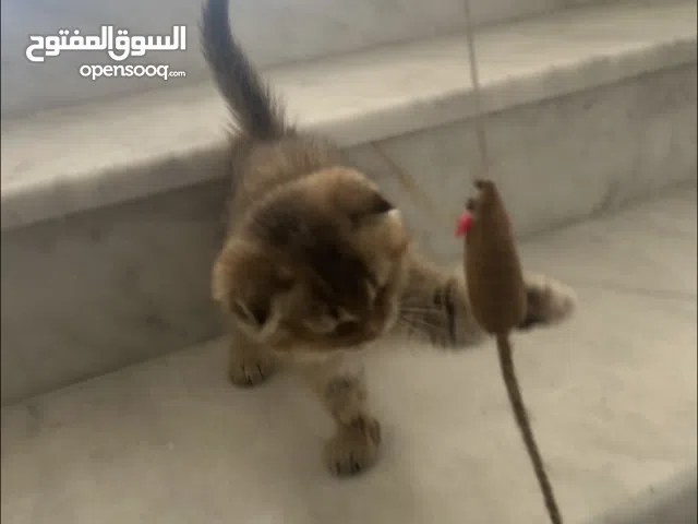 سكوتش فولد العمر شهرين ونص