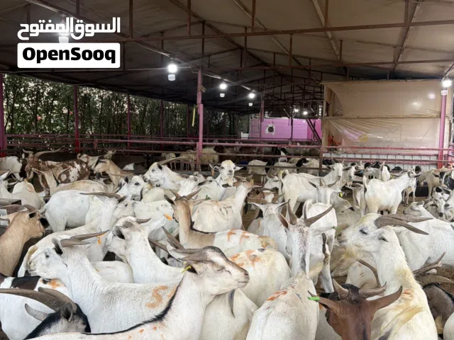 جميع انواع الحلال فئ اضاحي