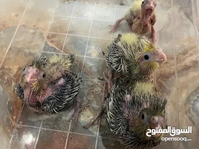 سلام عليكم افراخ ببغاء كوكتيل جاهزات للزق (تأكيل يدوي) صحتهن ممتازه سعر التك 25 متوفر عندي اربعه حال