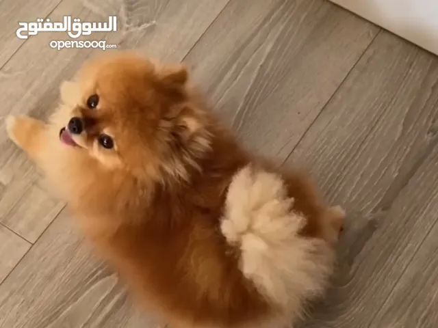 كلب بومارينيان اوكراني اصلي بسعر مغري جدا