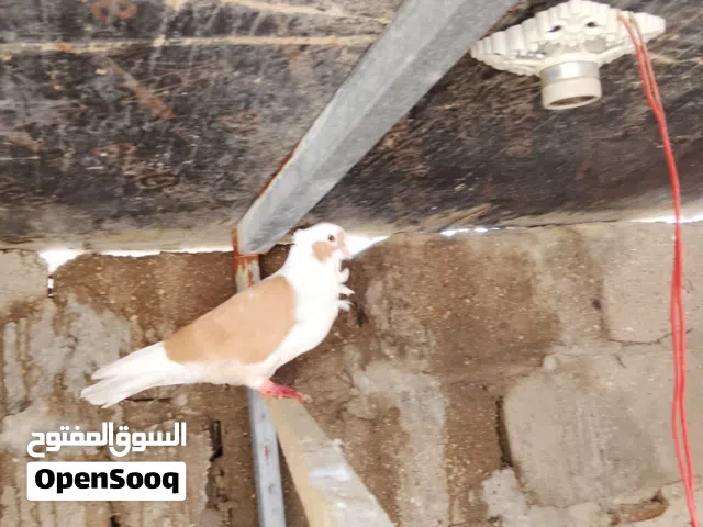 ارافل بصفر ورده وكنزوعه