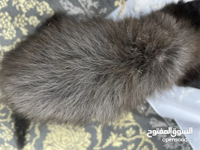 قطه من النوع المكس الشعراني قابل للتفاوض