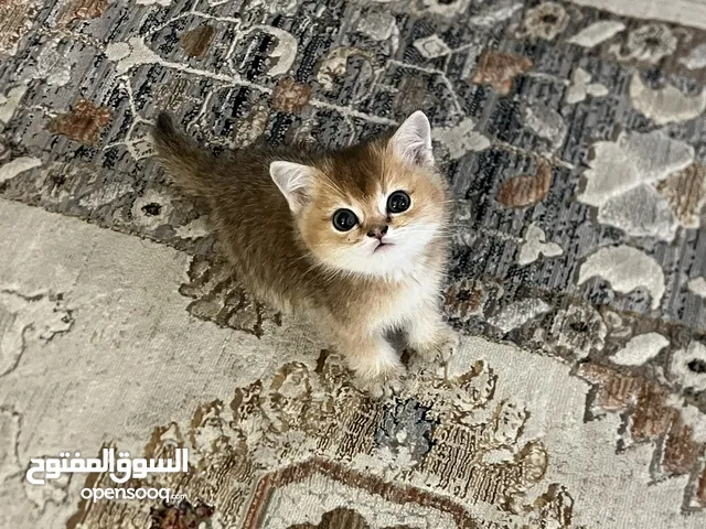 قط ذكر سكوتش جولد ستريت NY12 عمره شهرين للبيع اغراضه موجودة كاملة و الفحص موجود السعر 200 مع اغراضه