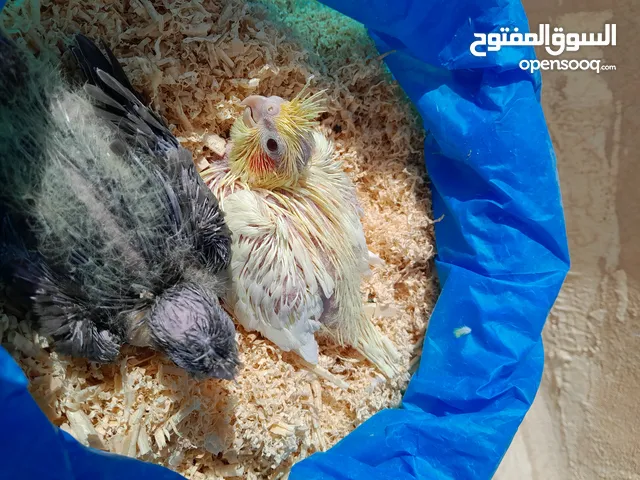 فراخ كوكتيل للتاكيل اليدوي اقرا الوصف سعر مميز وموجود اعمار كبيرة وازواج حب هوقو رومو ابيض و اصفر