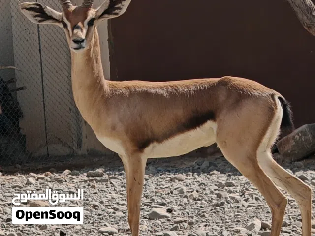 للبيع غزال الديماني ذكر منتج سلاله طيبه تبارك الله بحاله ممتازة جداً