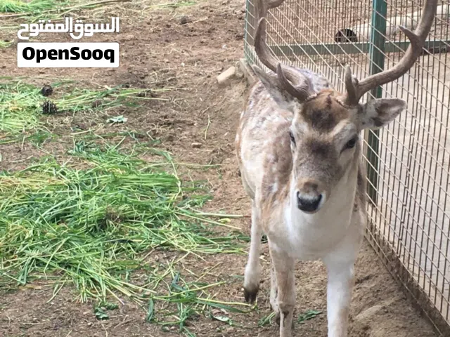 غزلان اعمار مختلفة للبيع (ذكور) بسعر مغري