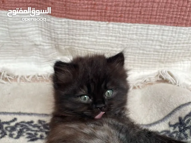 Kohl كحول male