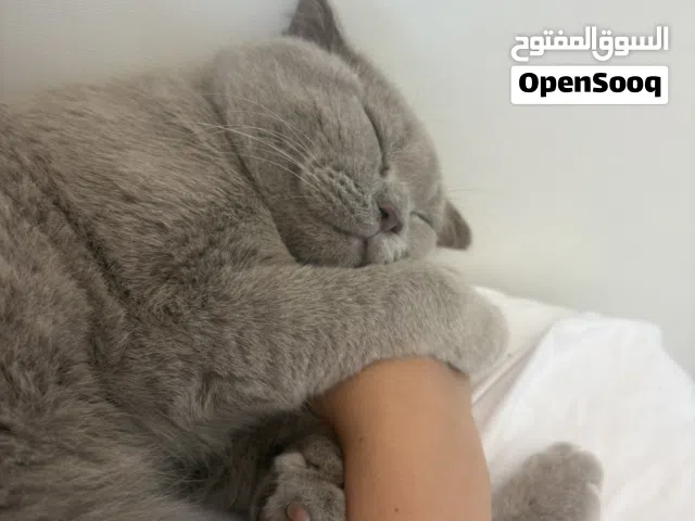 Kitten/Cat قط
