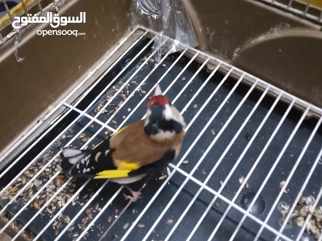 حسون جلب جالي فحل