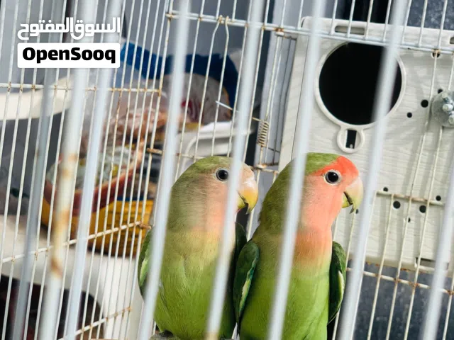 كوبيه مصوقره ربي يبارك مفيهاش حتى عيب