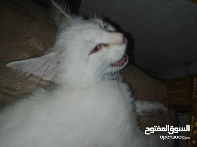 cute gray and white kitty