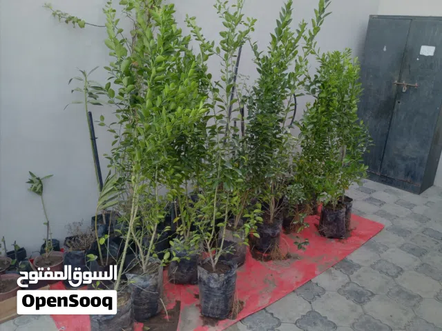 شتلات ليمون هندي