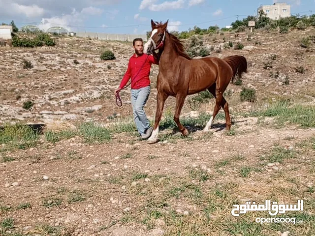 فرس عربيه بدويه نخب اول للبيع